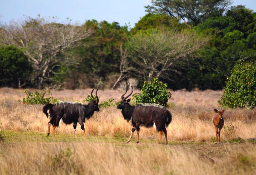 Gooderson Bushlands Game Lodge Hluhluwe Exteriér fotografie
