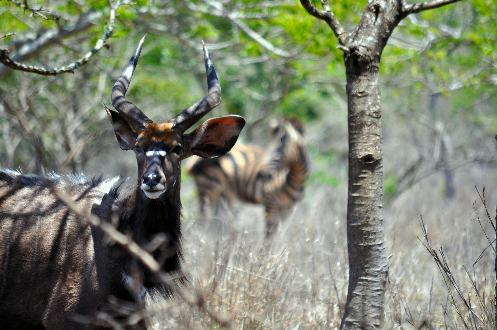 Gooderson Bushlands Game Lodge Hluhluwe Exteriér fotografie